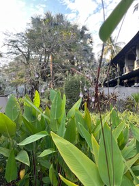 Grönt hotellområde