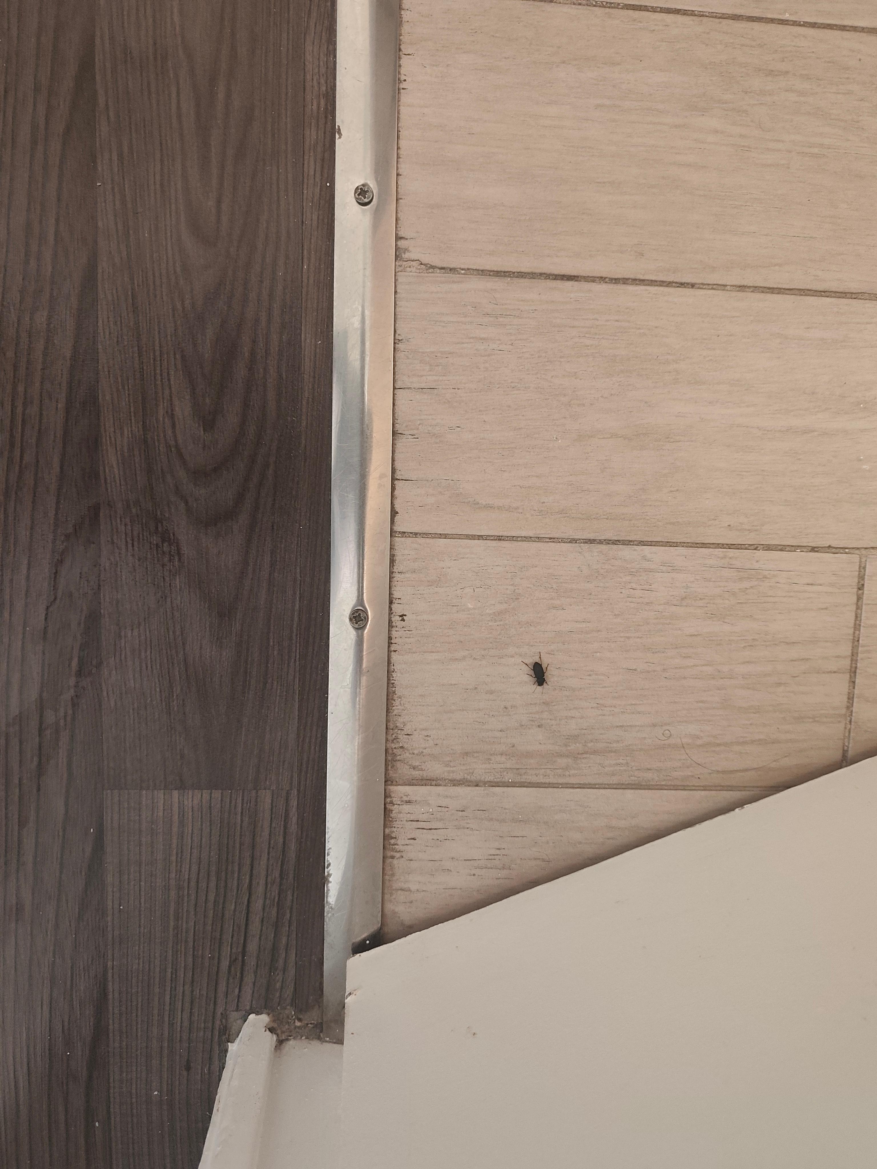 Des insectes dans la chambre.. 