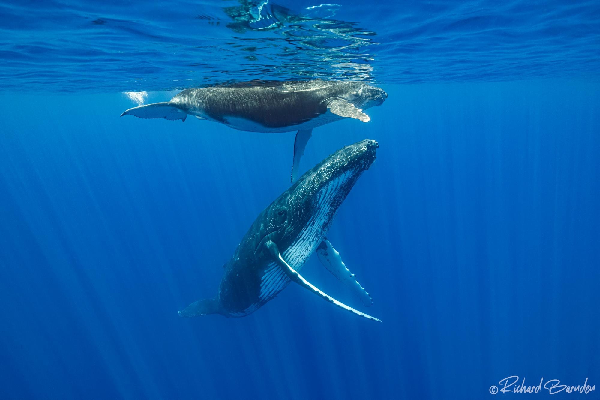 Whale Watching with @Unique Ocean Expeditions