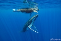 Whale Watching with @Unique Ocean Expeditions