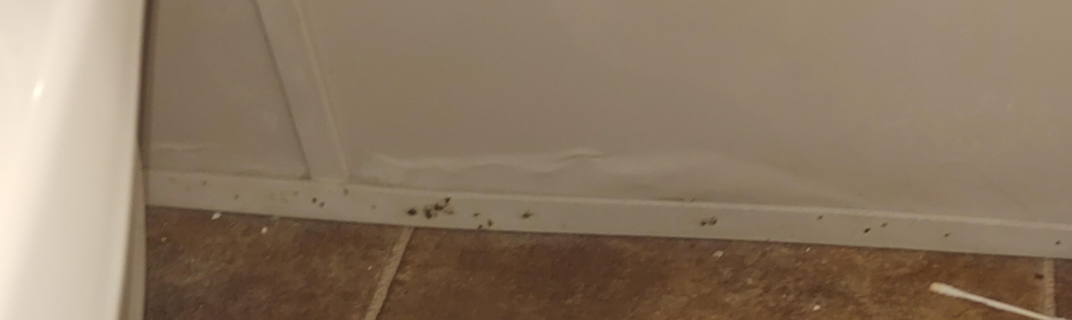 Mold on basbeboard behind toilet and bubbles in sheetrock.