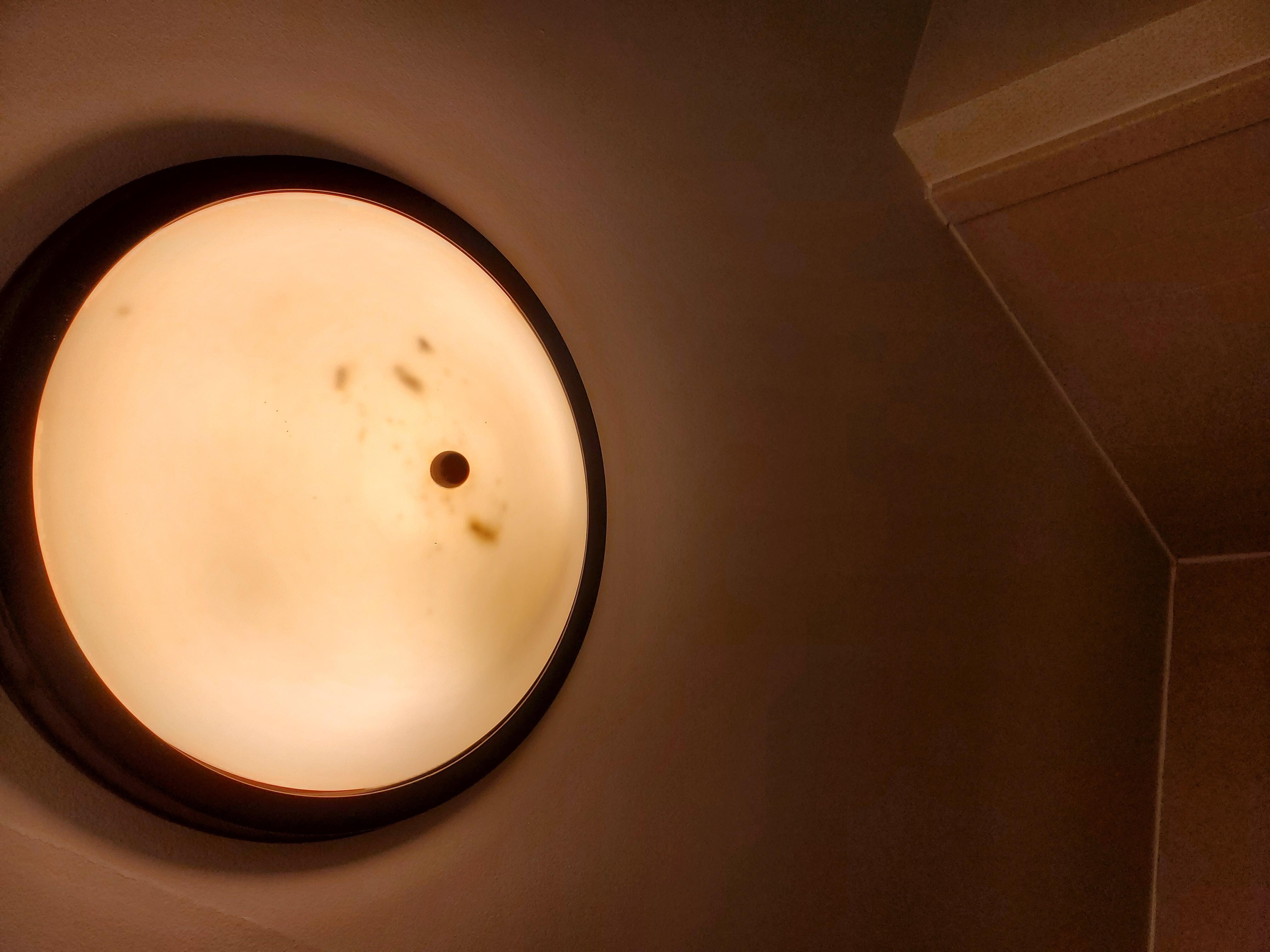 Bugs in ceiling light