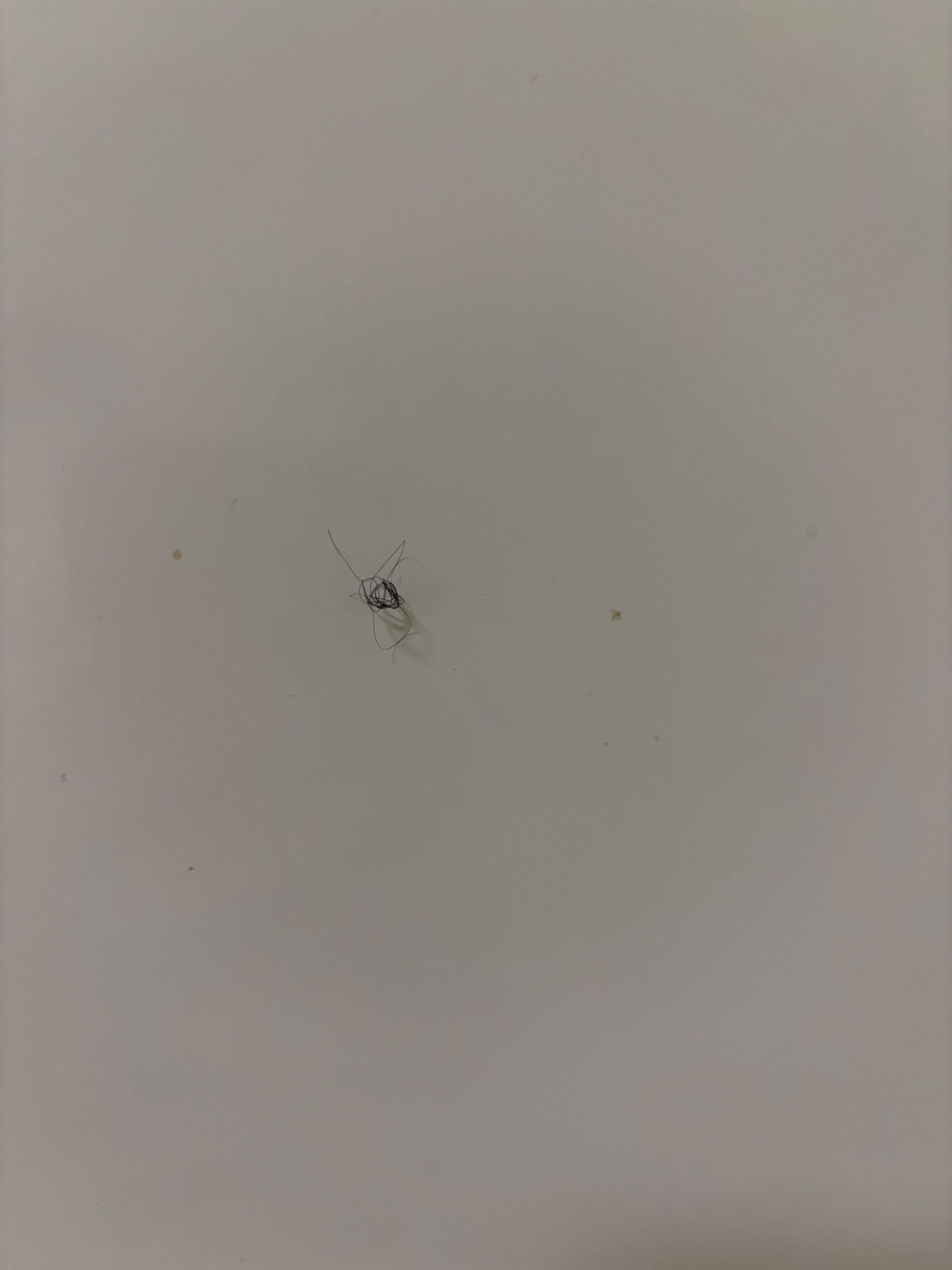 Pubic hair