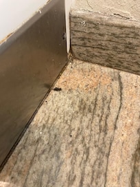 Dead bug in the bathroom
