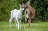 Neighborhood visitors