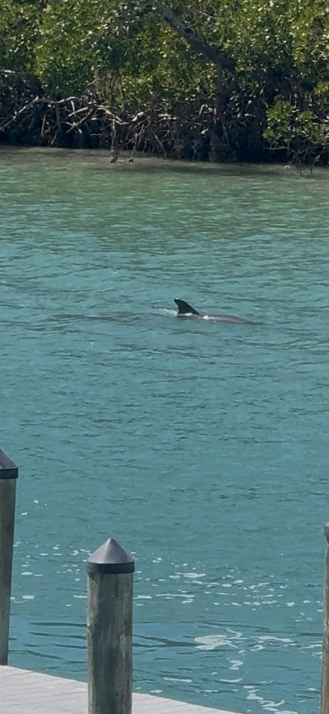 Dolphins swimming by daily 