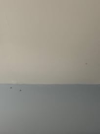 Bugs all over walls