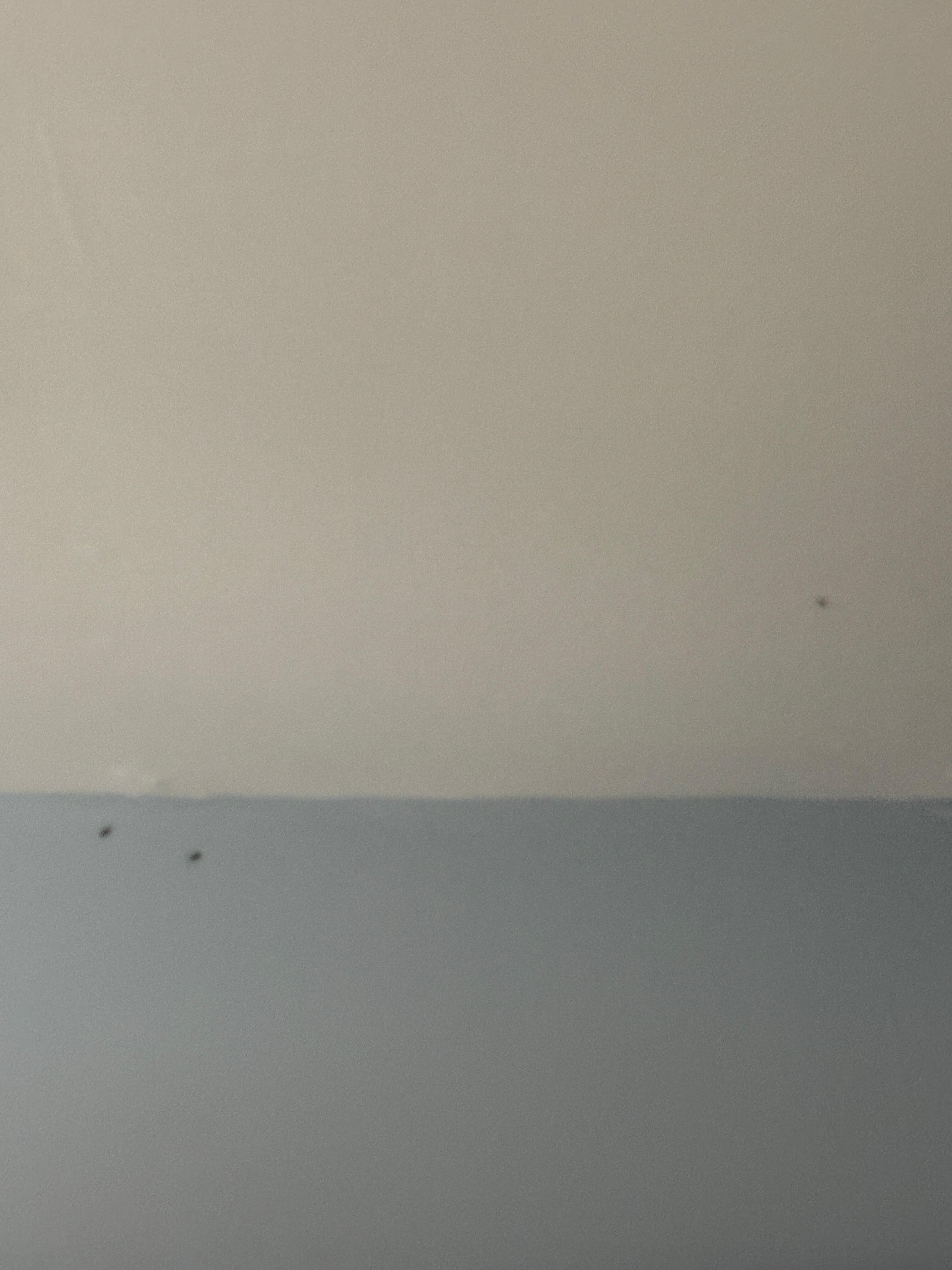 Bugs all over walls