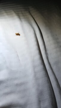 Bugs