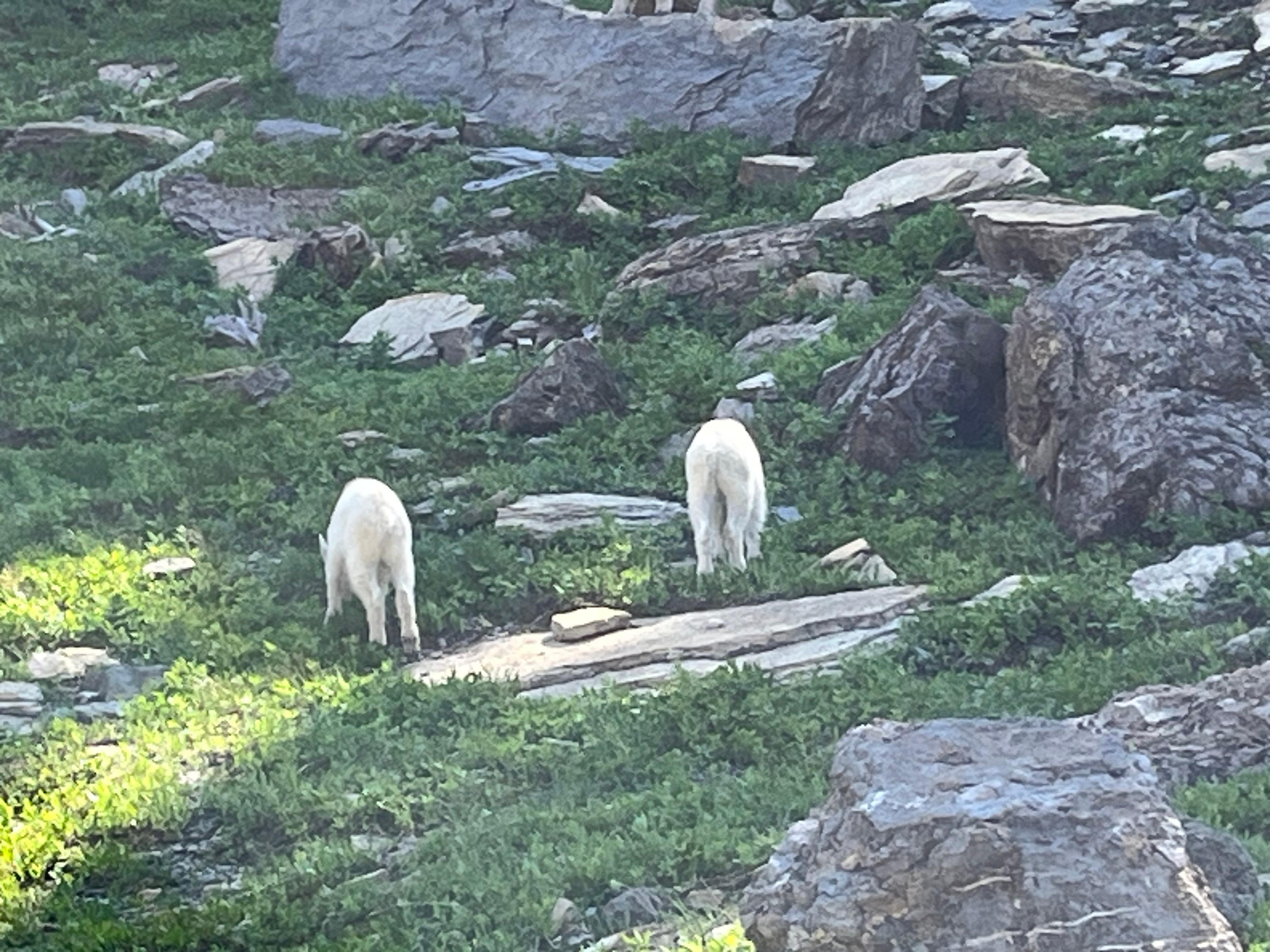 Glacier NP