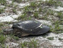 We saw so much wildlife, like this big old turtle...