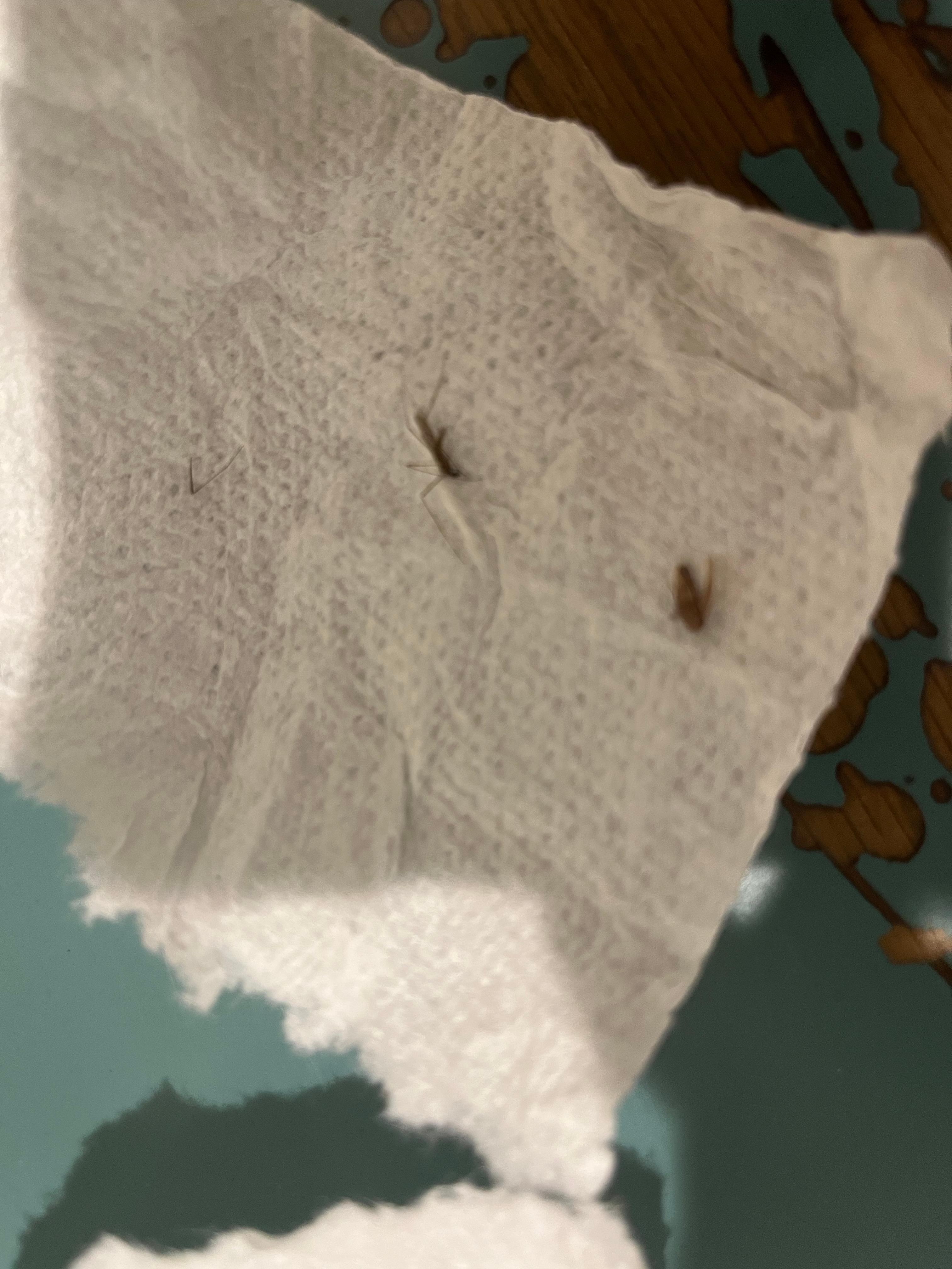 Live bugs that were killed