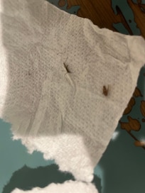 Live bugs that were killed