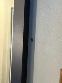GIANT ROACH