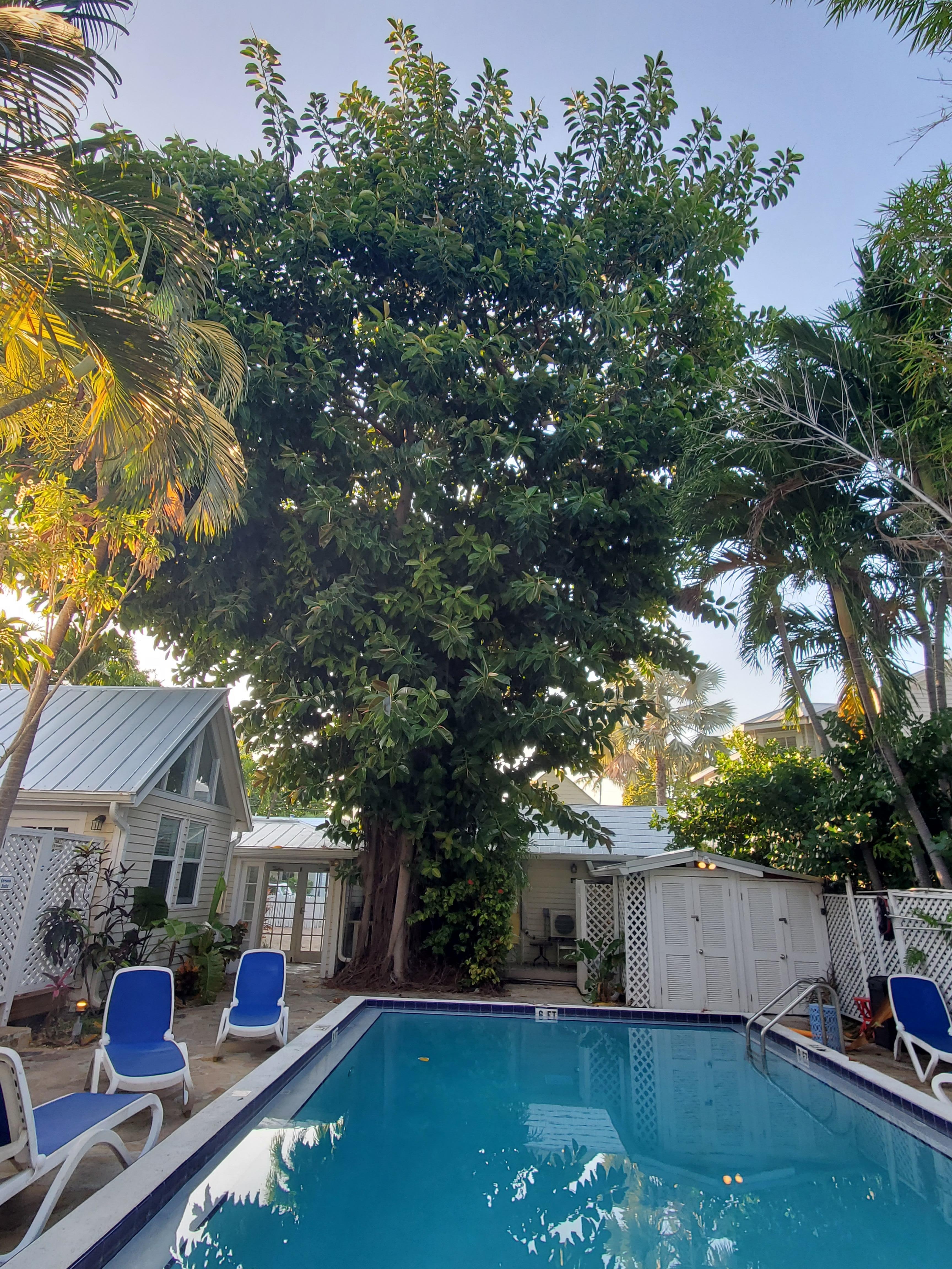 Pool view with "our" tree.