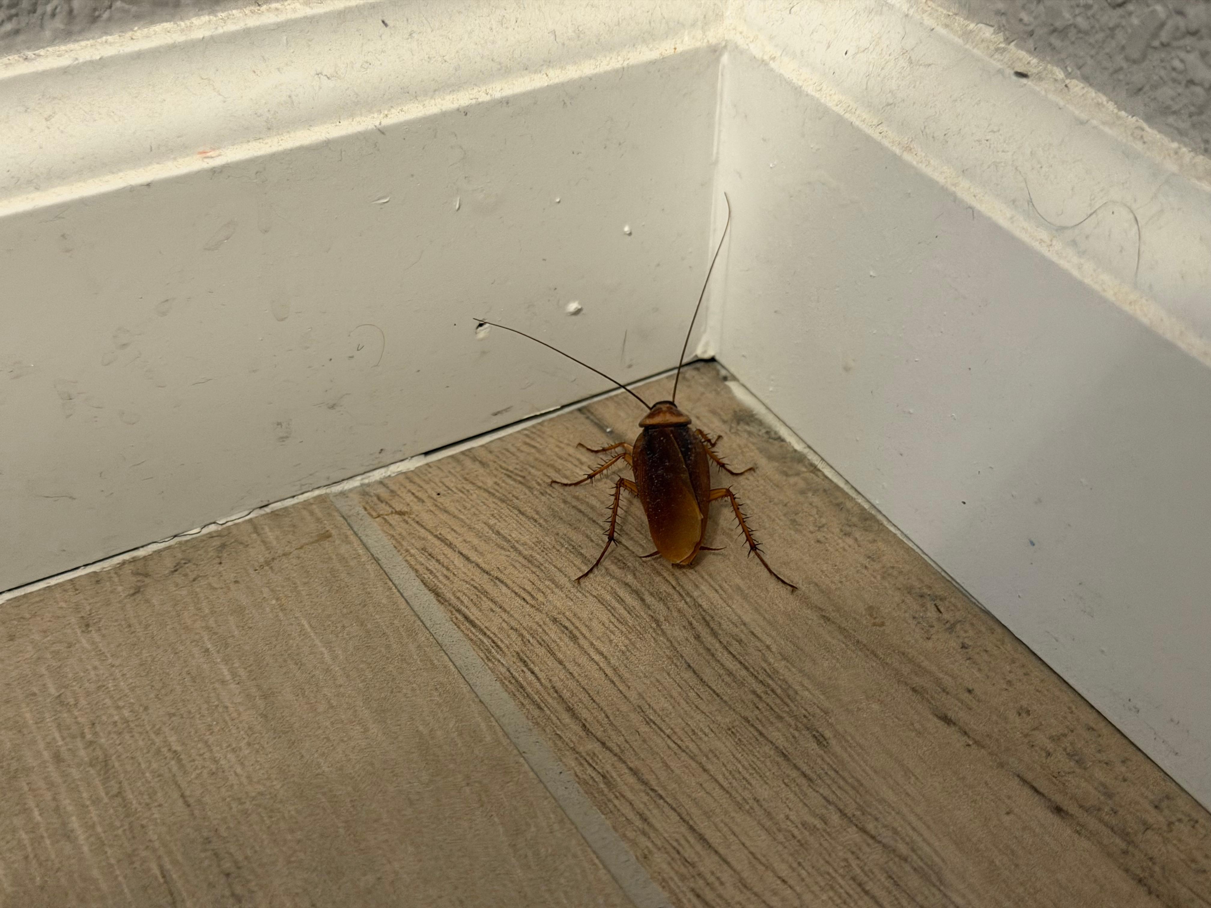 One of the roaches we saw inside