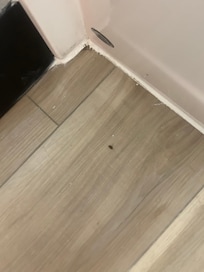 Roaches in bathroom and also in sleeping area