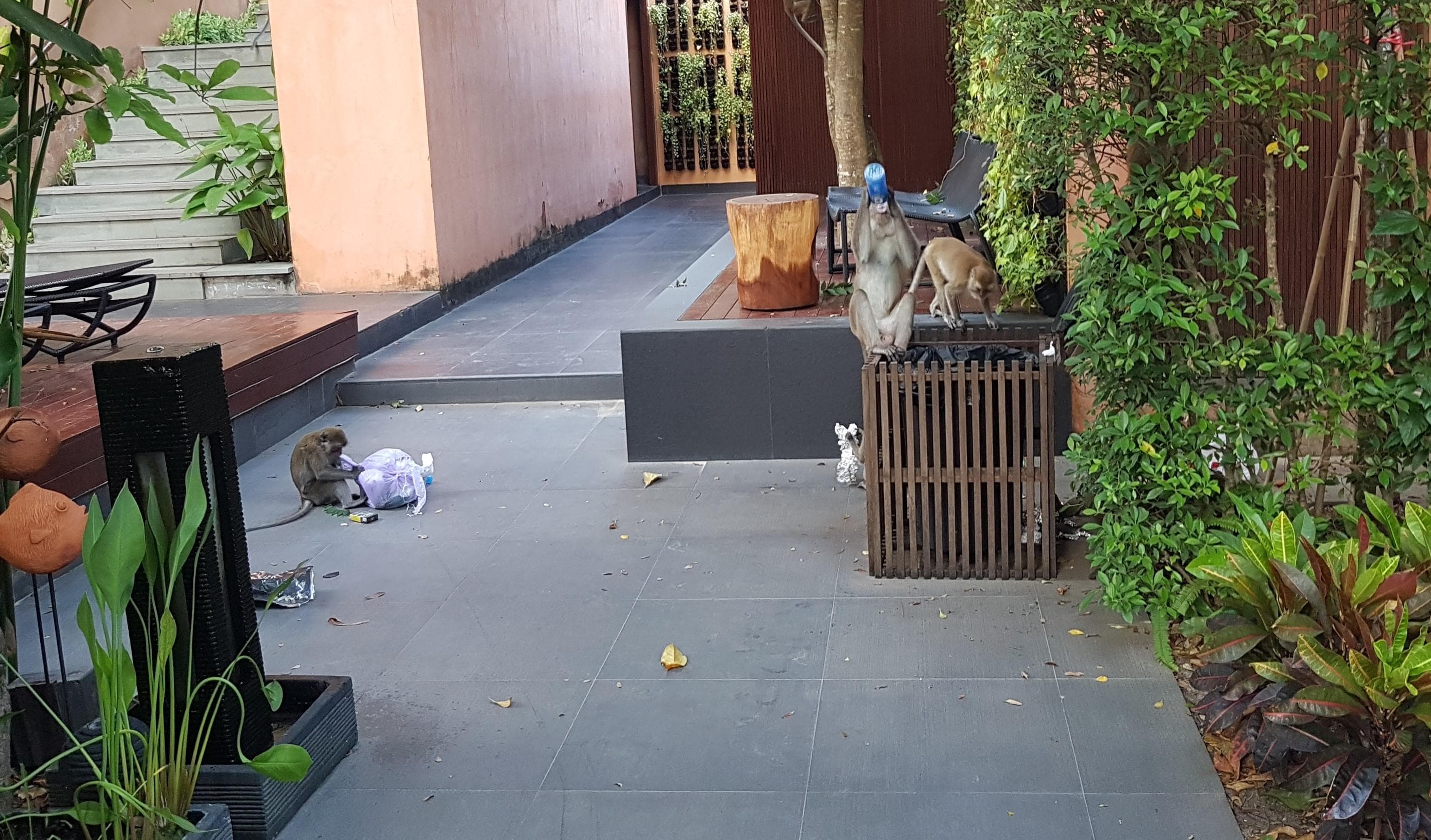 Apekatter på matjakt på hotellet.