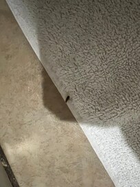 Bug in towel
