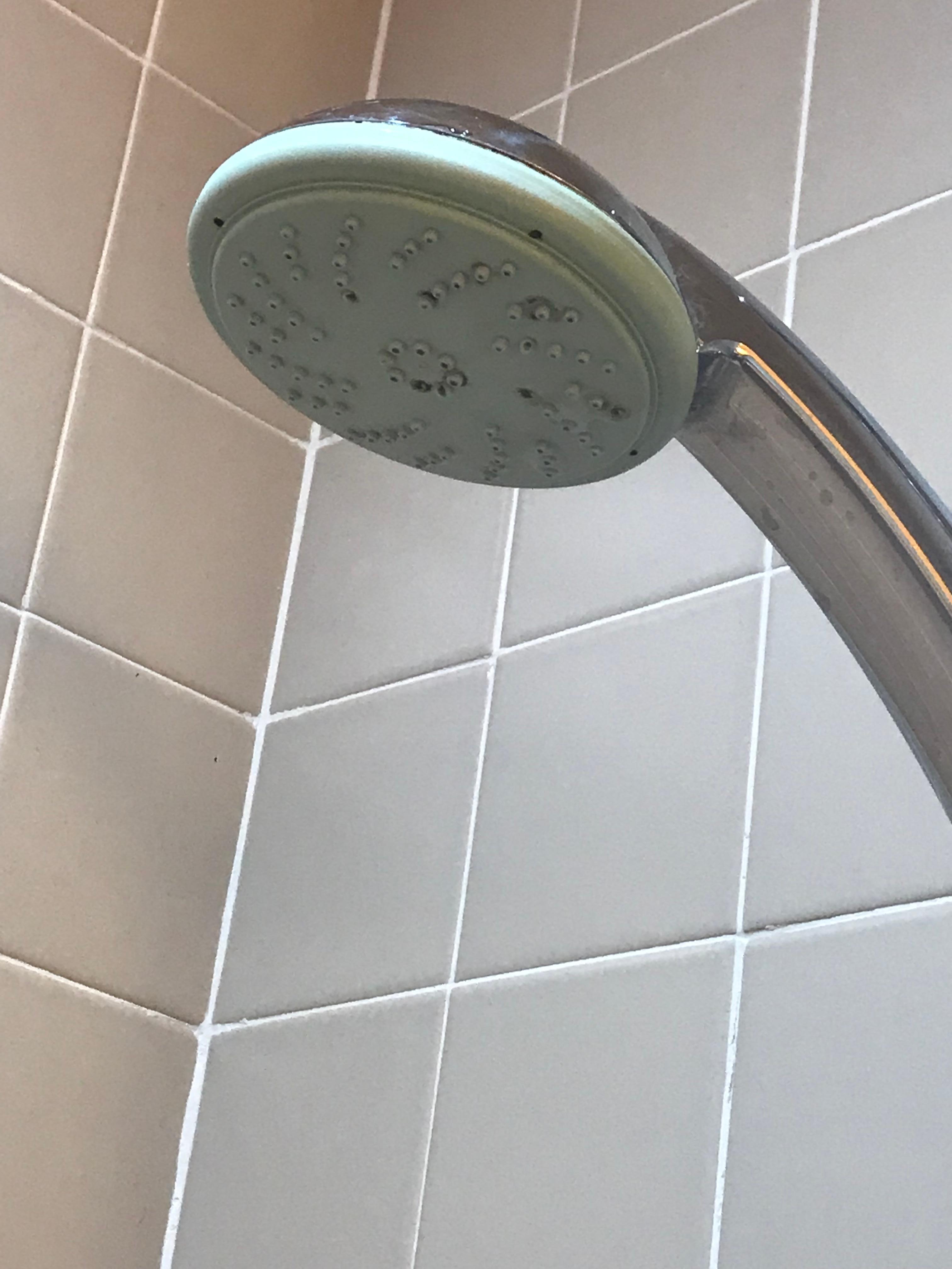 Mold on shower head