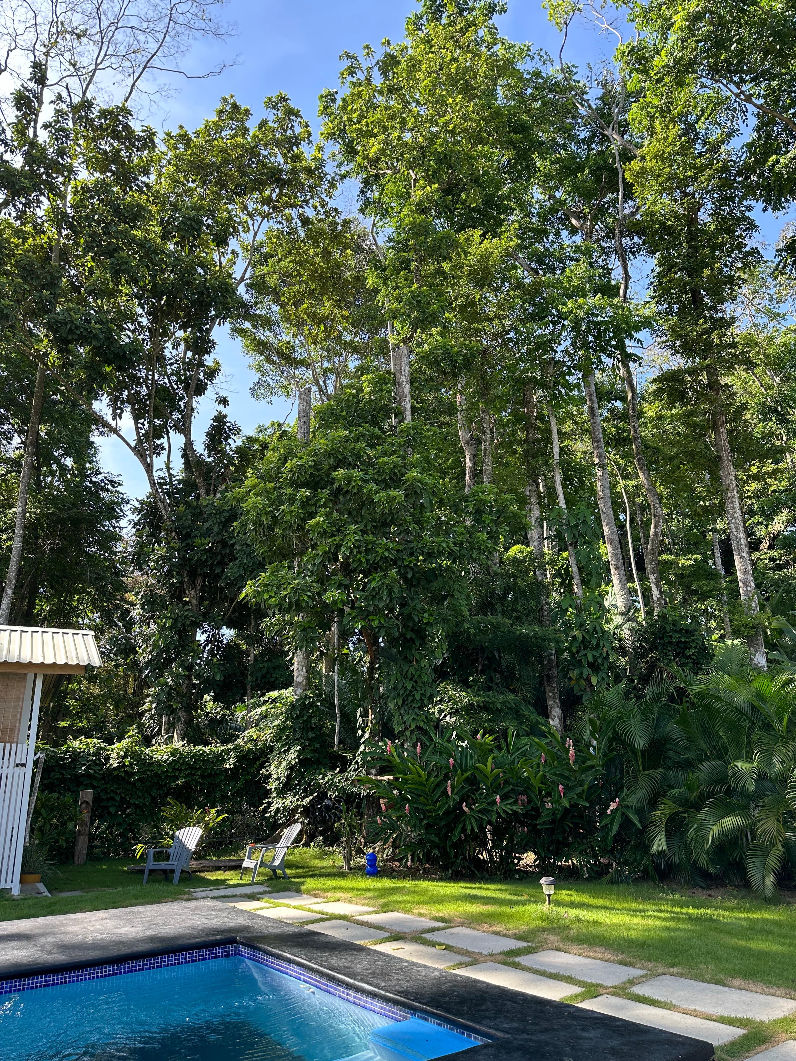 Pool and trees