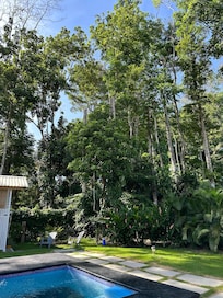 Pool and trees