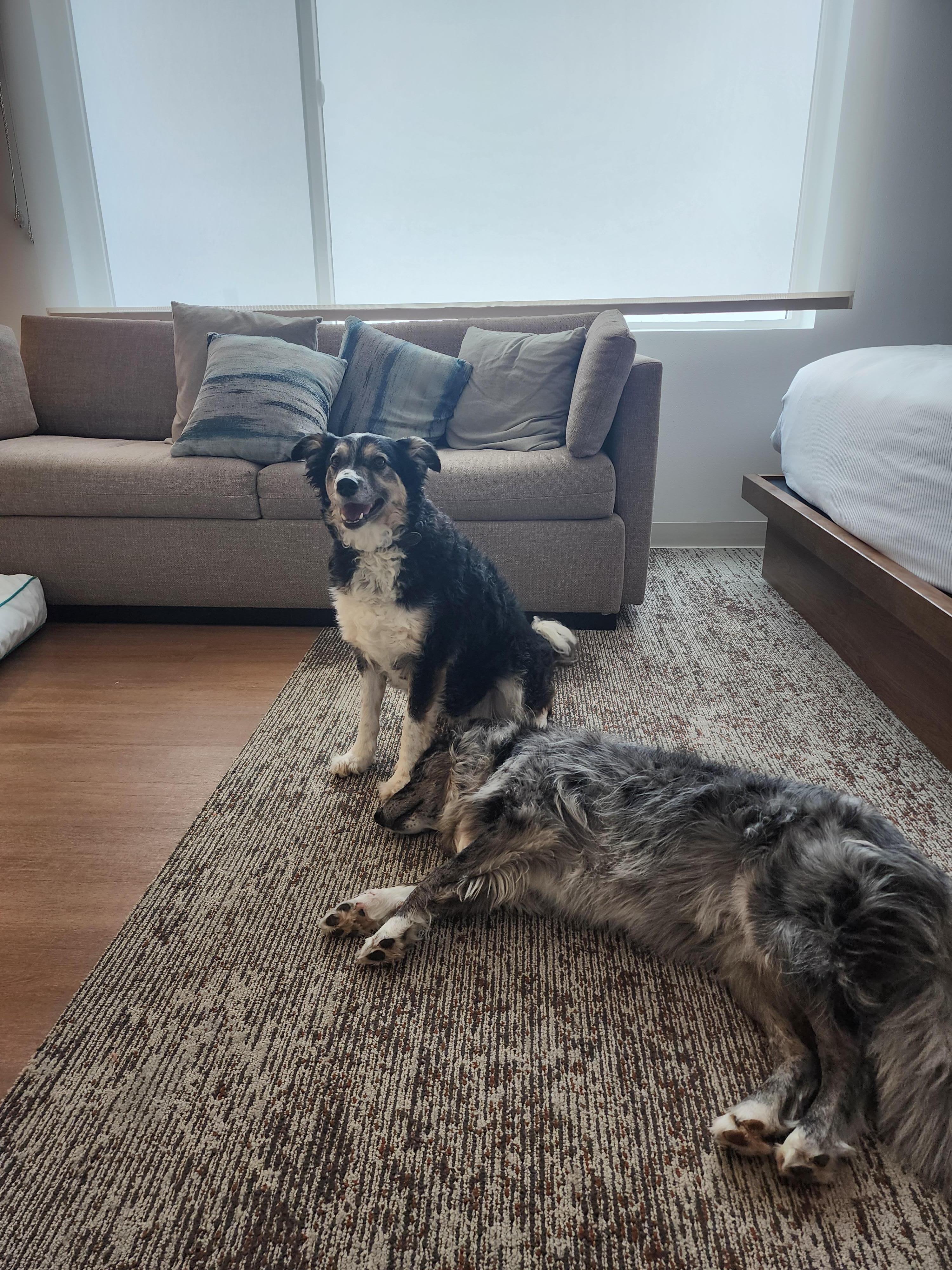 Dogs enjoying their stay-cation!