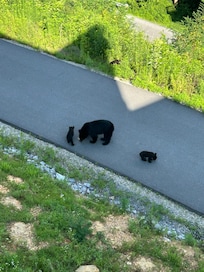 Momma bear with her 3 cubs right below our deck