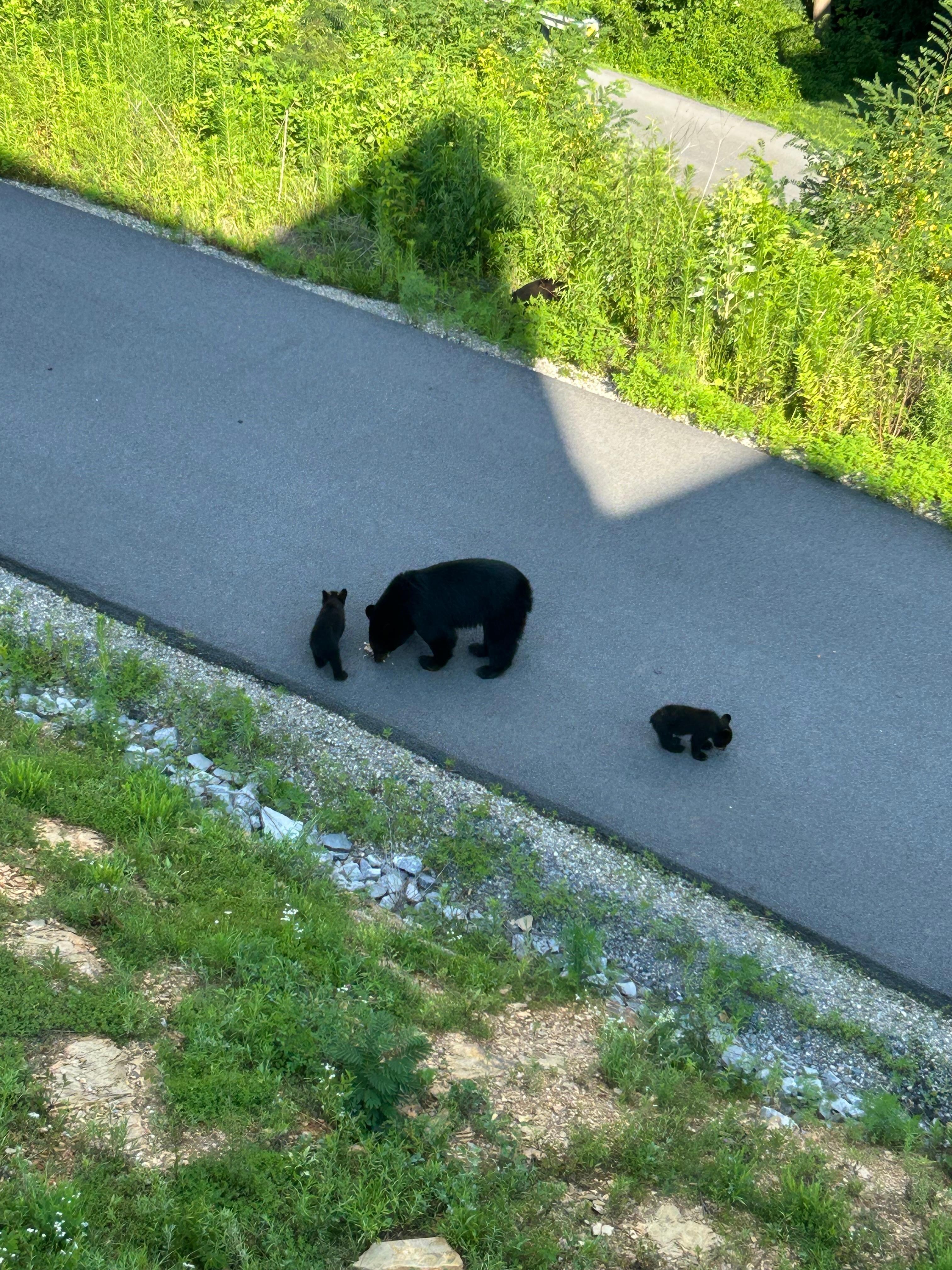 Momma bear with her 3 cubs right below our deck 