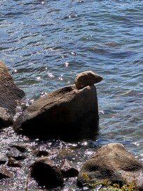At high tide this looks like a bird?