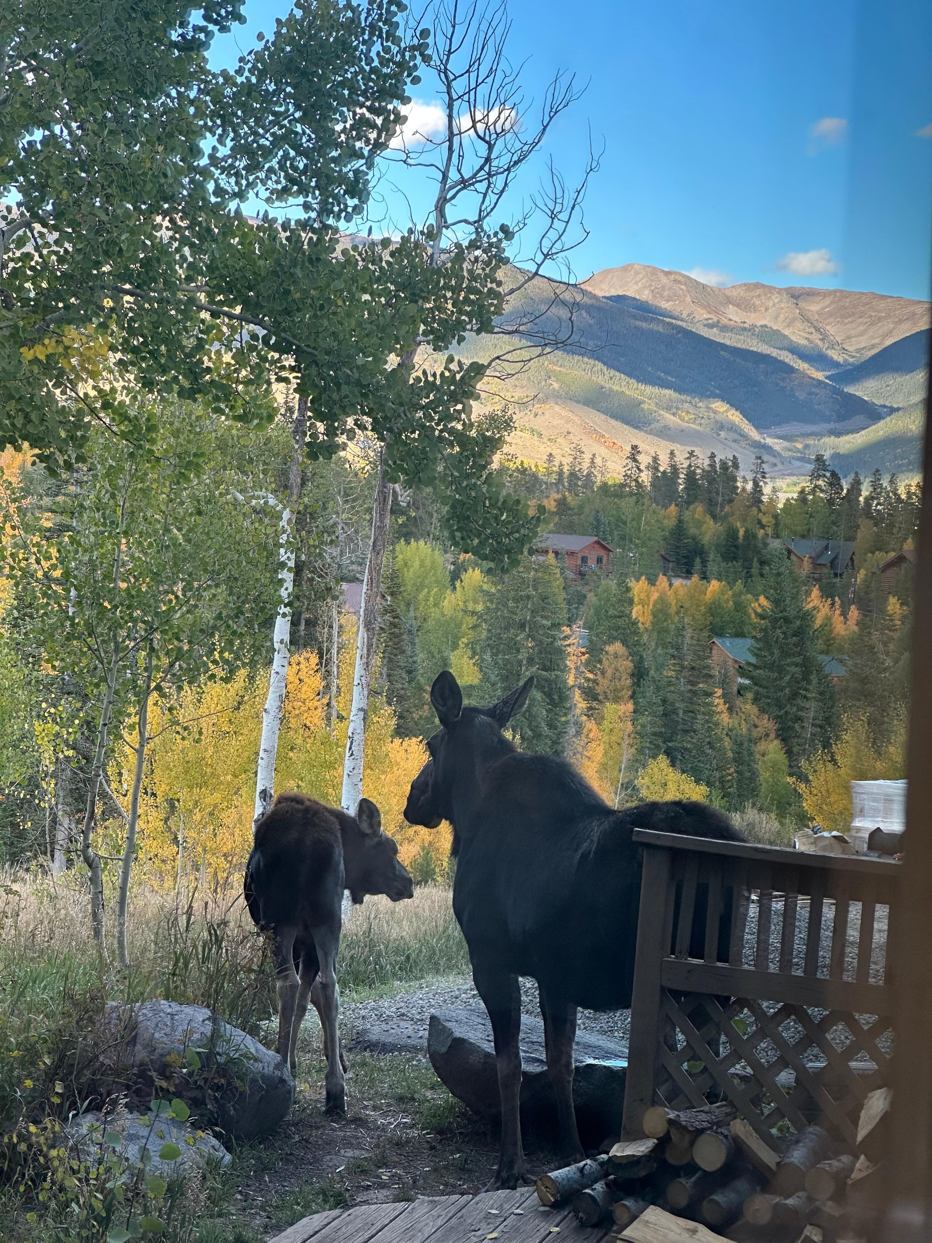 Momma moose and calf paid a visit !