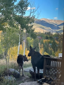 Momma moose and calf paid a visit !