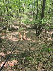 Nature walks with the dogs