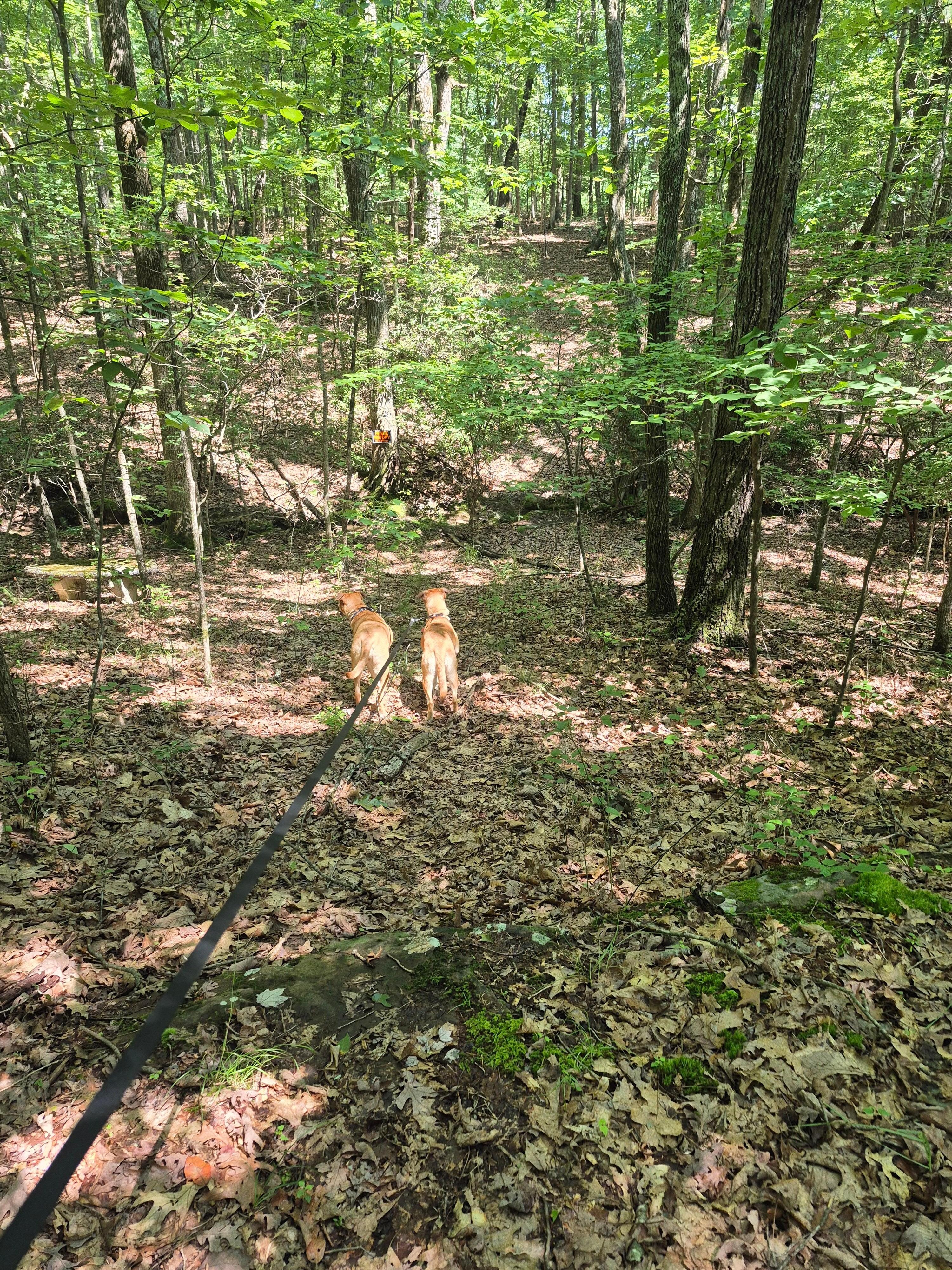 Nature walks with the dogs