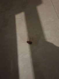 Roach next to the glass sliding door