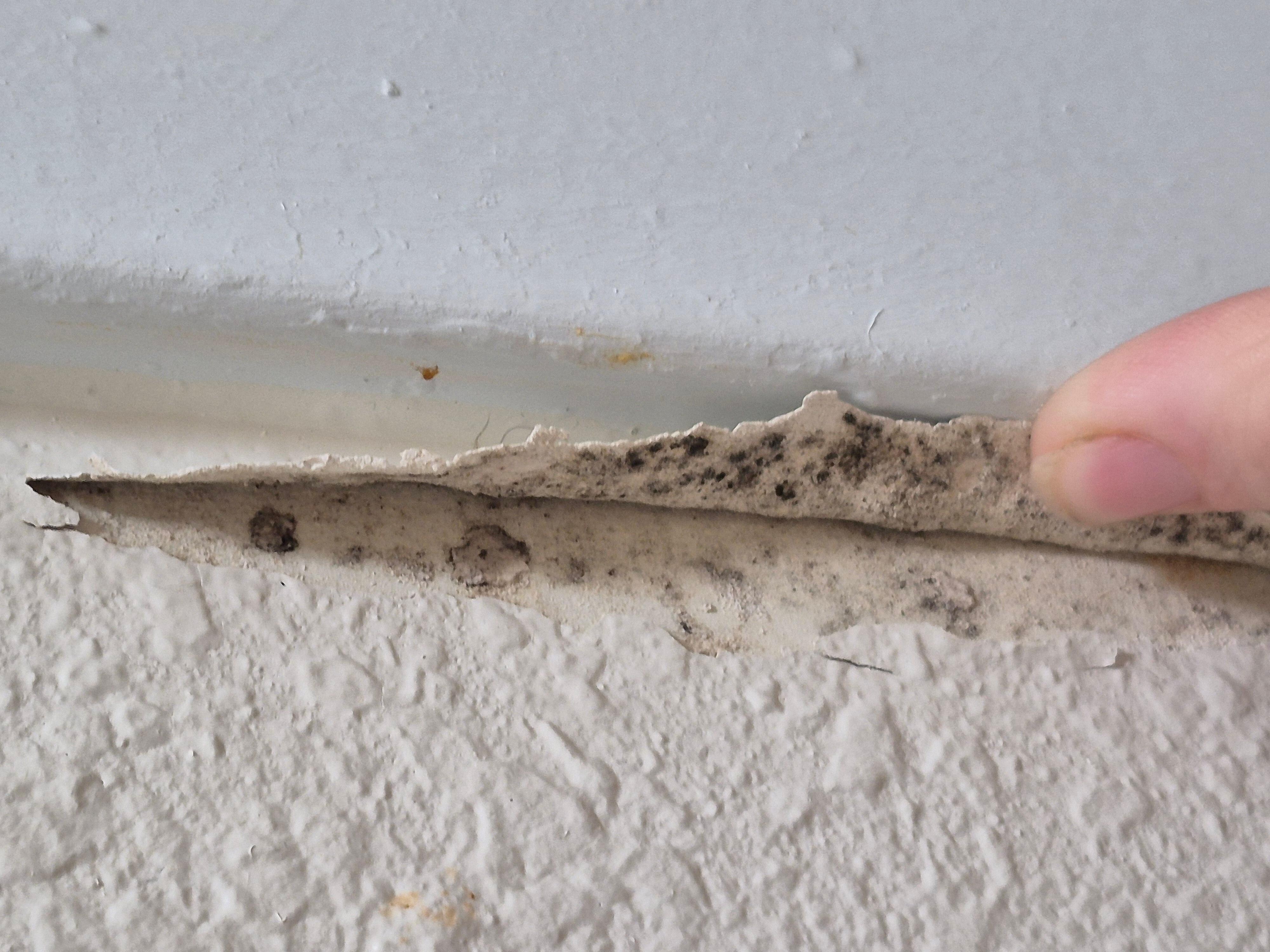 Mold under peeling paint