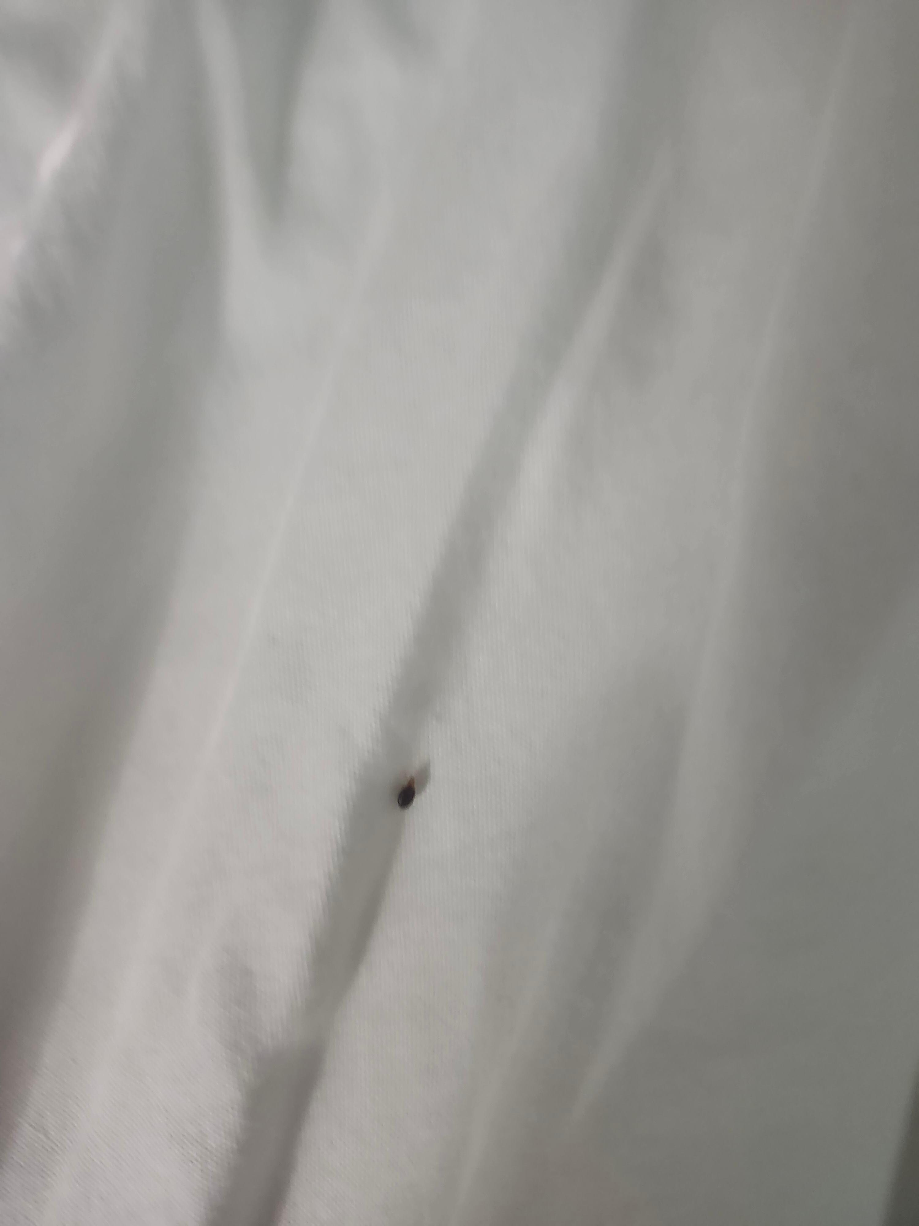 Bed bug