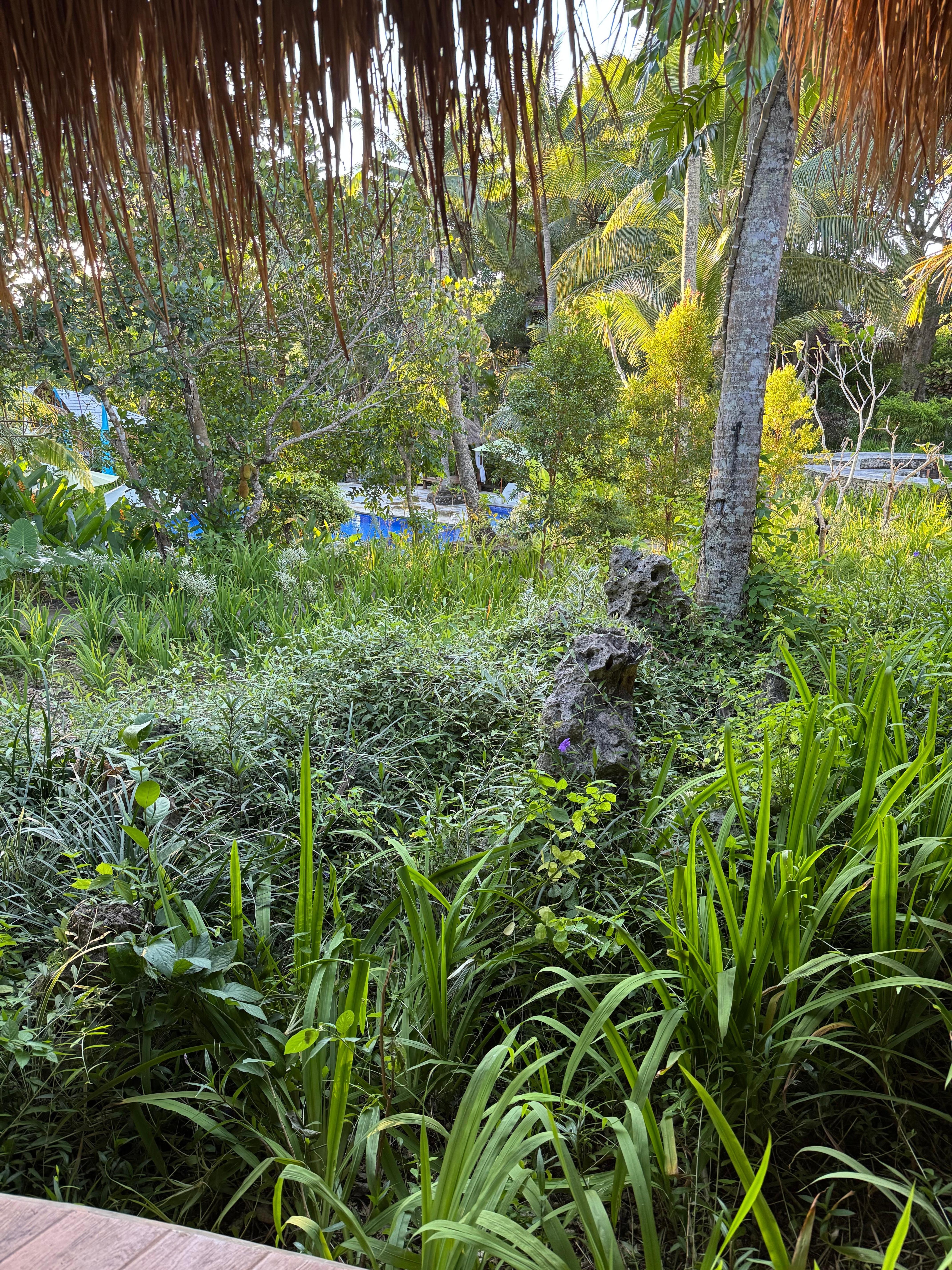 Overgrown landscape 