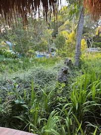 Overgrown landscape