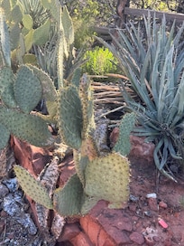 More plants from out front