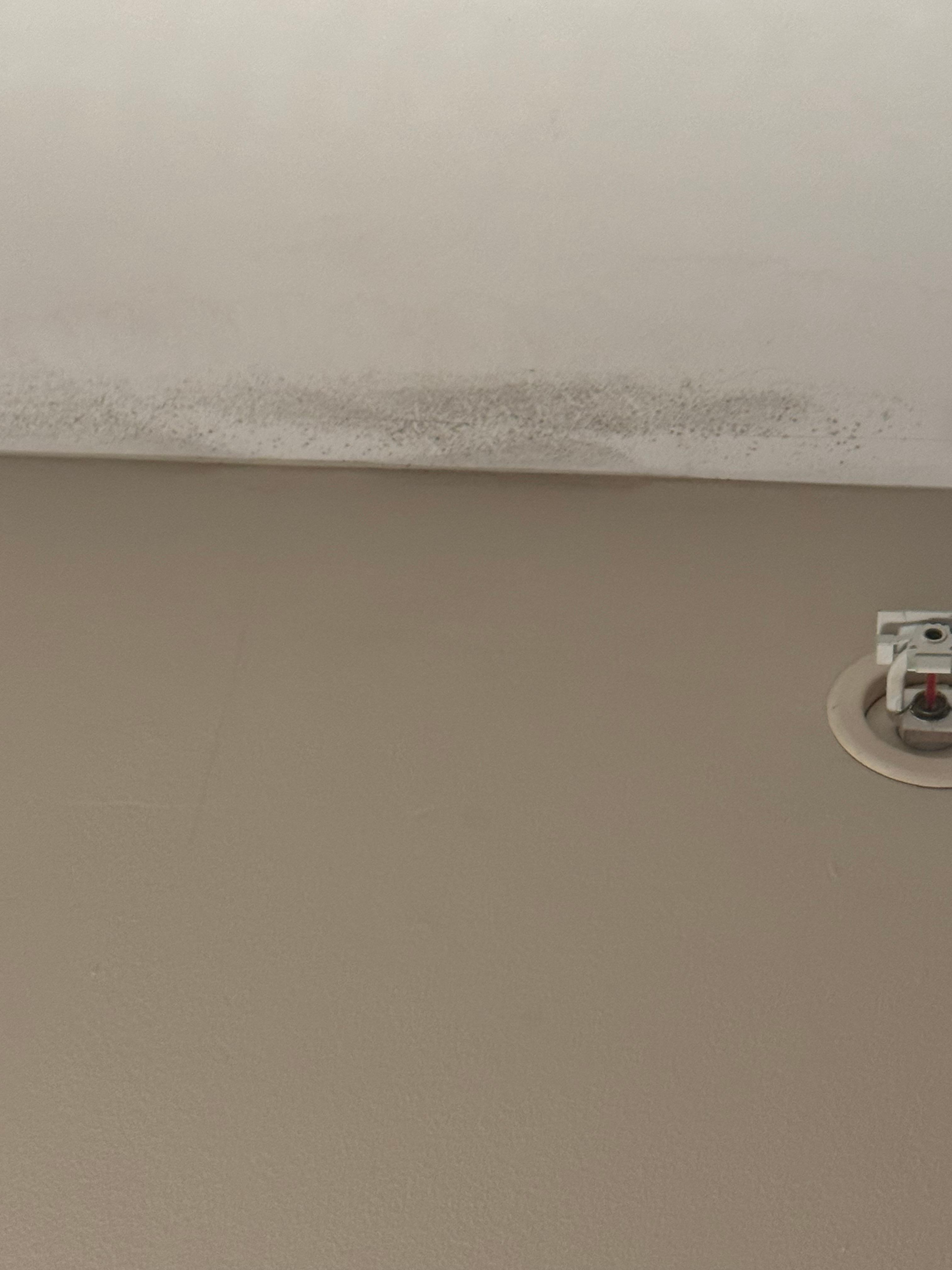 Mold in ceiling 