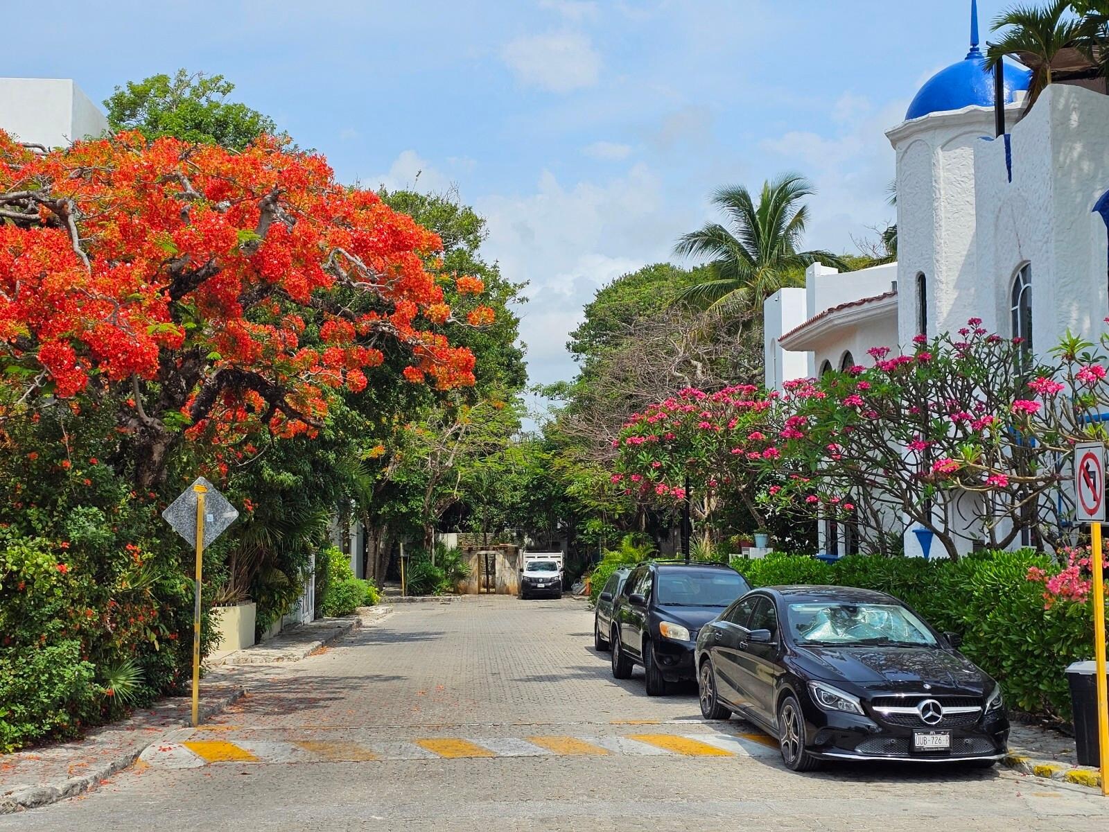 Trees in full bloom!