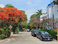 Trees in full bloom!