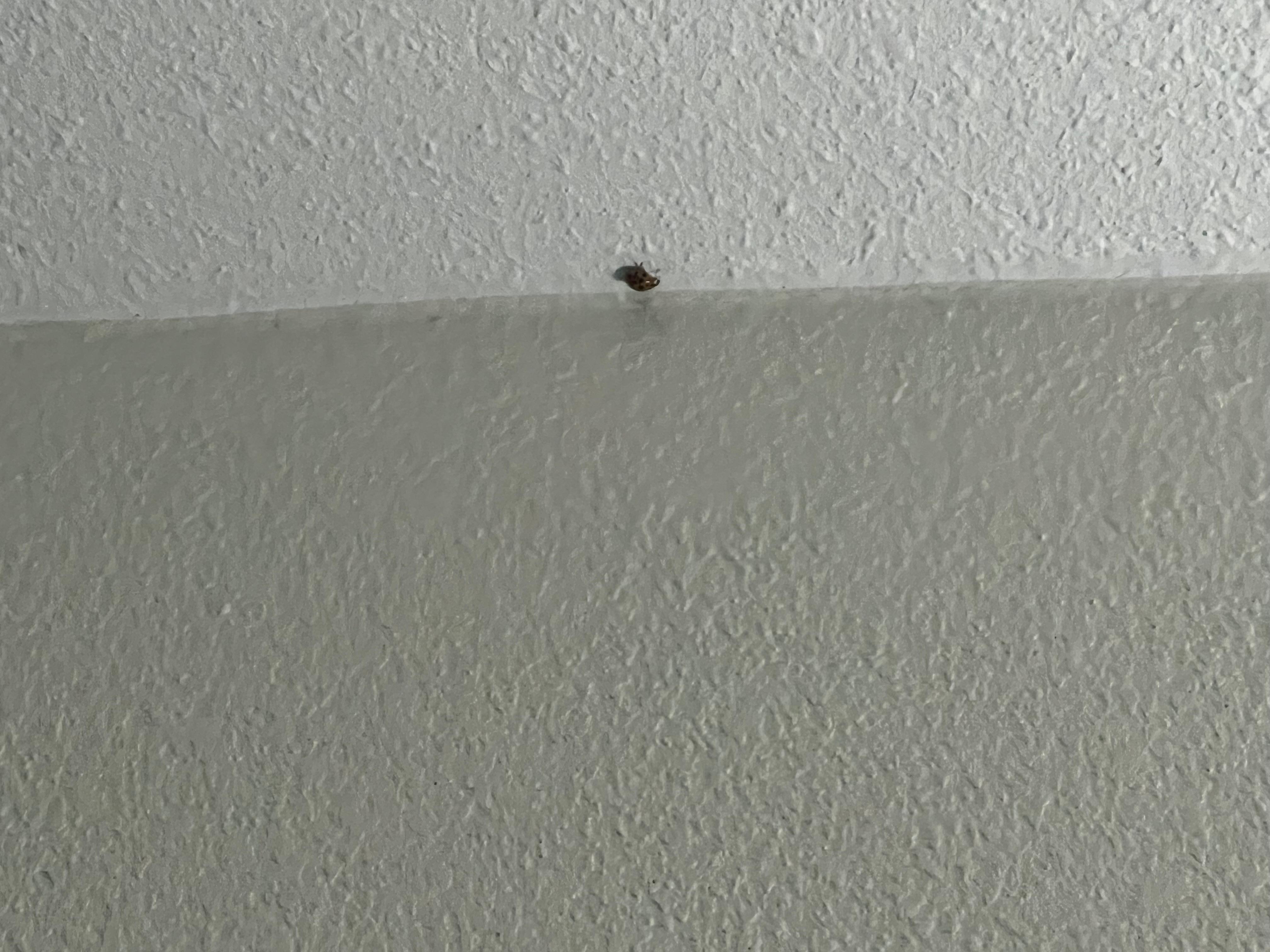 Lady bug on the ceiling