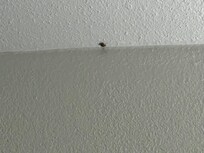 Lady bug on the ceiling