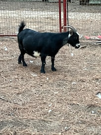 Mama goat days from giving birth.