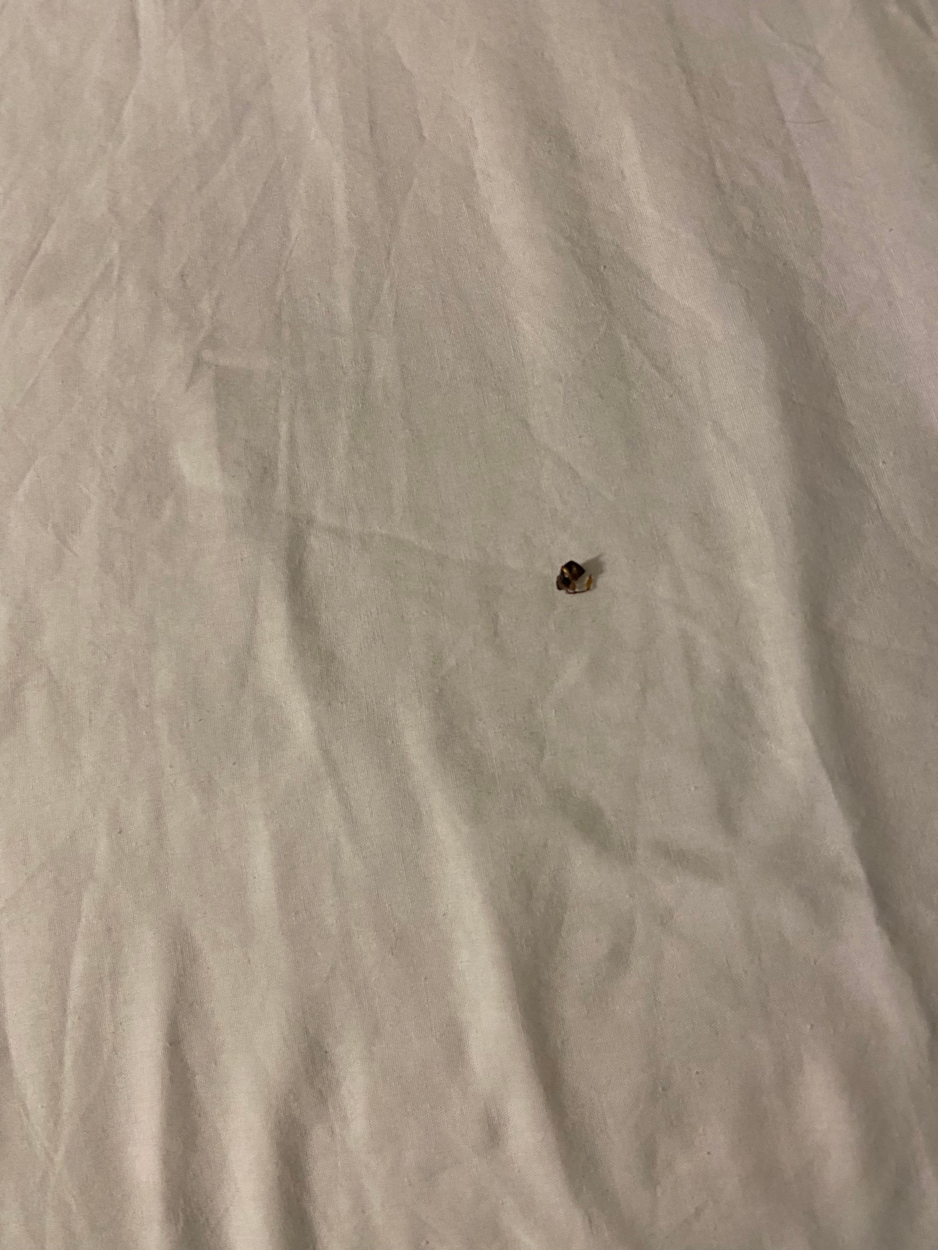 Dead bug.
