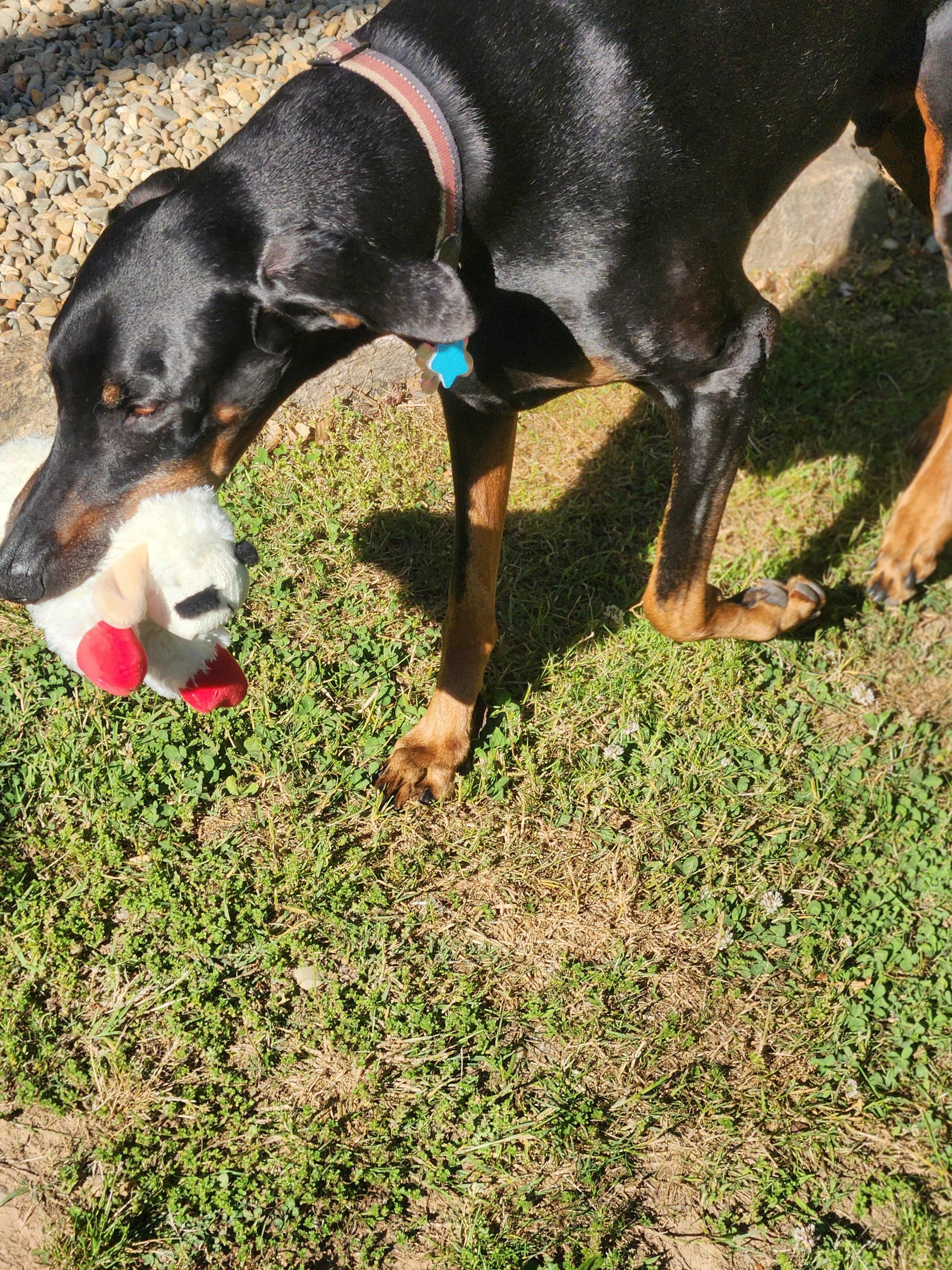 My boy carrying his favorite toy in the yard