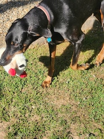 My boy carrying his favorite toy in the yard