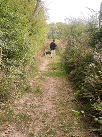 Balades dans les chemins forestiers